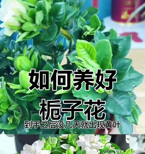 栀子花盆栽养护需要注意哪些问题？