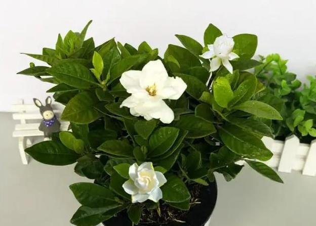 栀子花盆栽养护需要注意哪些问题？