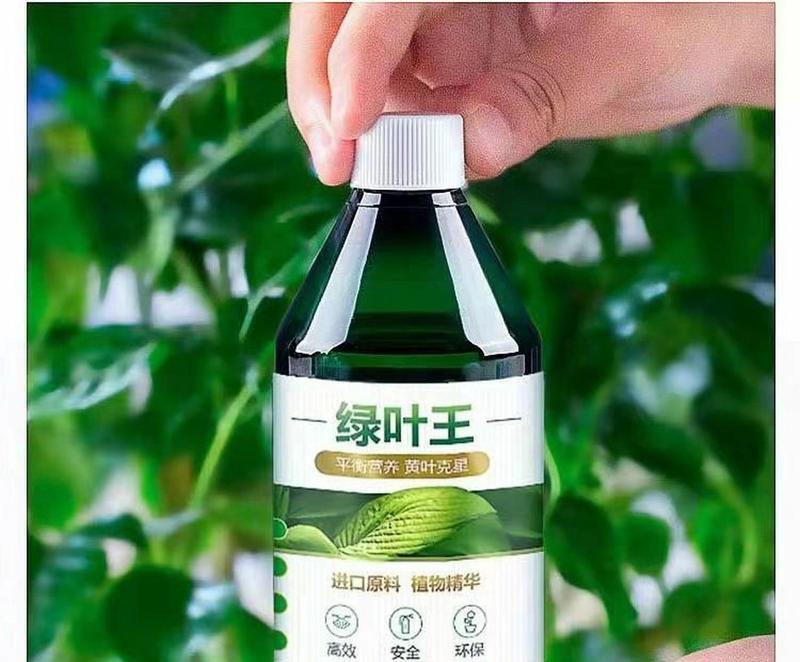 沙漠玫瑰叶子发黄是什么原因？如何处理？