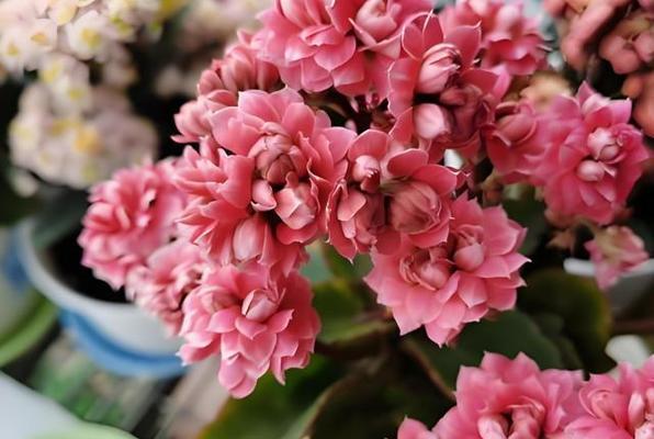 室内种植哪些花卉最合适？室内花卉有哪些推荐？