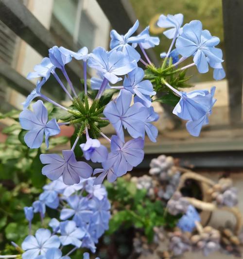 室内种植哪些花卉最合适？室内花卉有哪些推荐？