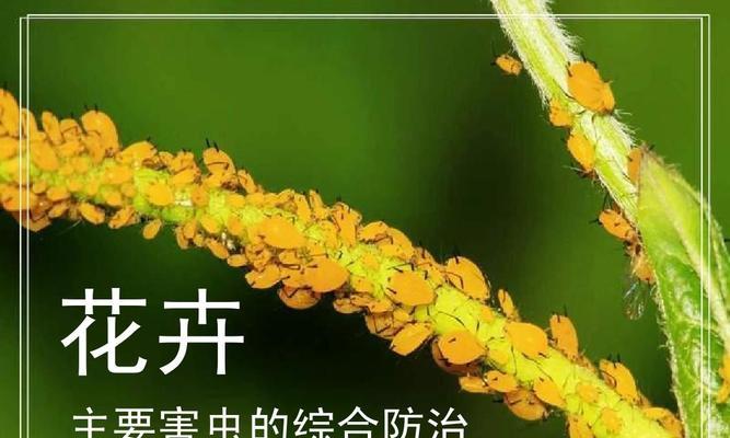 花草虫害的防治方法有哪些？