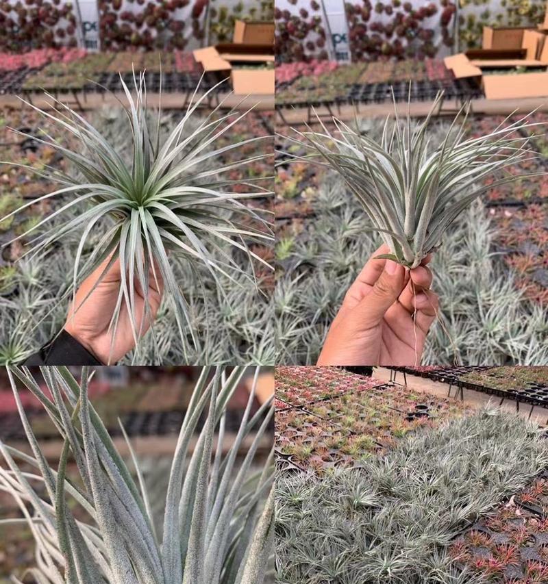 凤梨花的品种有哪些？哪种凤梨花最适合室内种植？