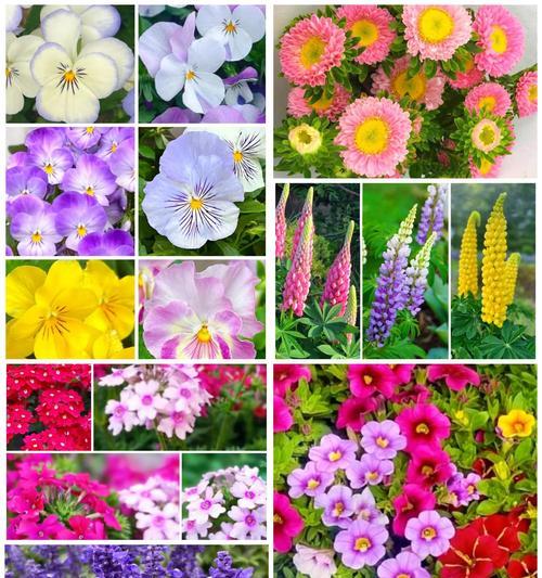 什么花既美观又容易照料？