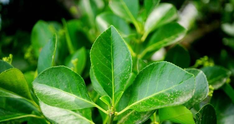 锦葵科植物有哪些？它们的园艺用途和特点是什么？