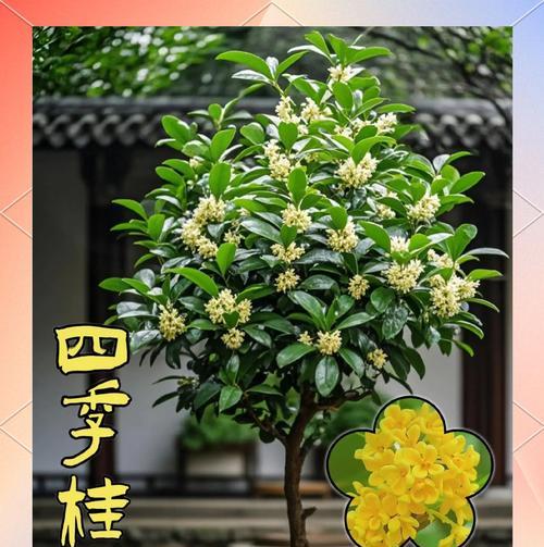 桂花树盆栽修剪技巧有哪些？