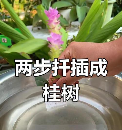 桂花树盆栽修剪技巧有哪些？