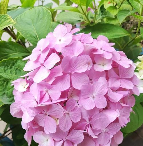 哪种绣球花品种最好？如何选择最佳绣球花品种？