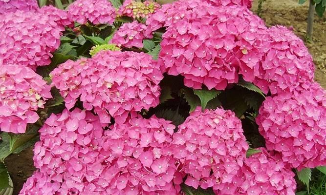 哪种绣球花品种最好？如何选择最佳绣球花品种？