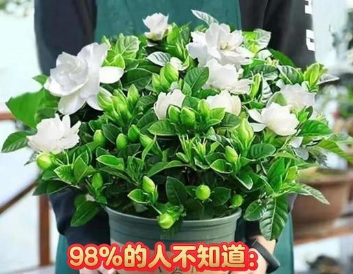 栀子花叶子发黄的解决方法是什么？