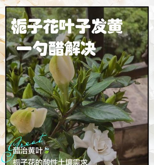 栀子花叶子发黄的解决方法是什么？