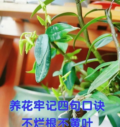 浇水浇透具体是什么意思？如何正确进行浇水浇透？