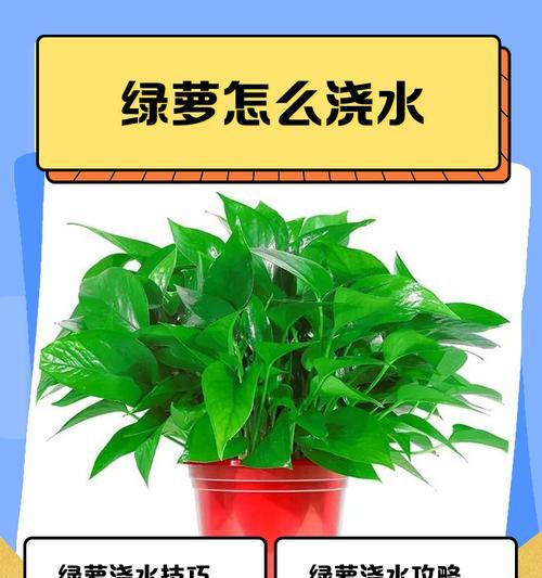 浇水浇透具体是什么意思？如何正确进行浇水浇透？