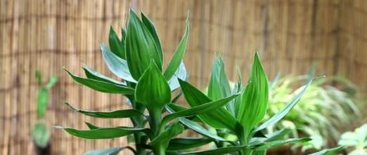 哪些植物适合水养？它们的养护要点是什么？
