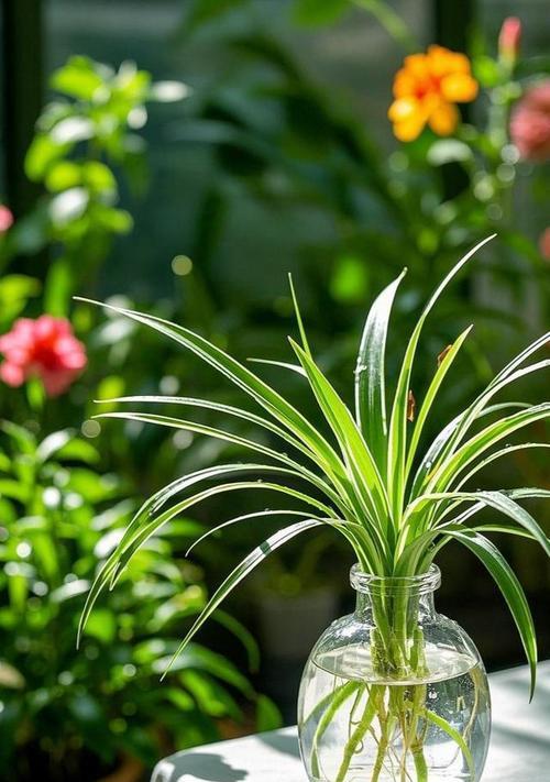 哪些植物适合水养？它们的养护要点是什么？