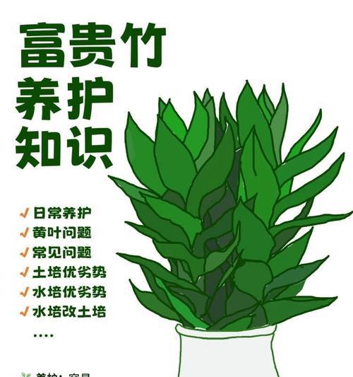 哪些植物适合水养？它们的养护要点是什么？