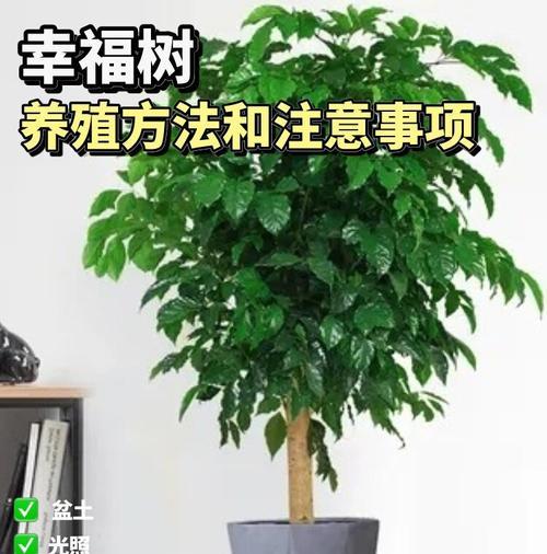 地瓜榕的养殖方法和注意事项？