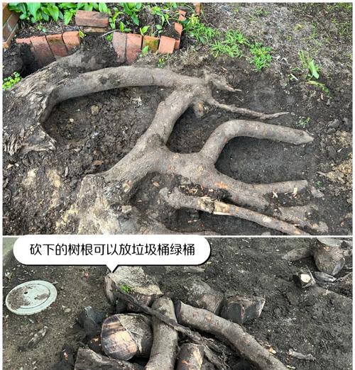 树根处理的最佳方法是什么？如何安全去除树根？