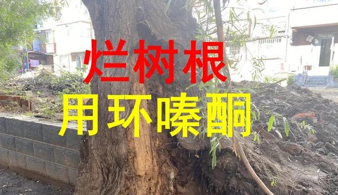 树根处理的最佳方法是什么？如何安全去除树根？