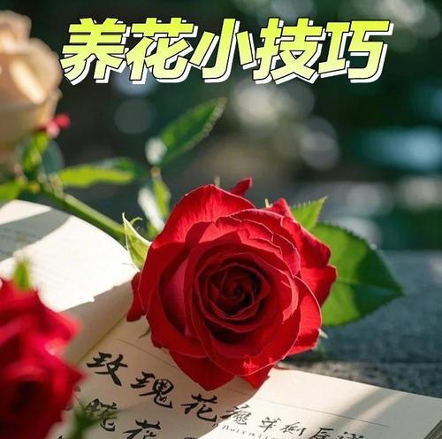 小玫瑰花的养护方法和常见问题是什么？