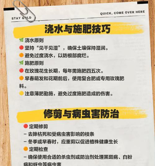 小玫瑰花的养护方法和常见问题是什么？