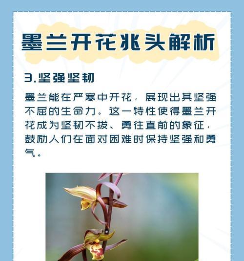 墨兰兰花的养护技巧是什么？