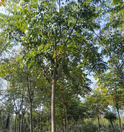 栾树是什么树？栾树的特点和园林应用是什么？