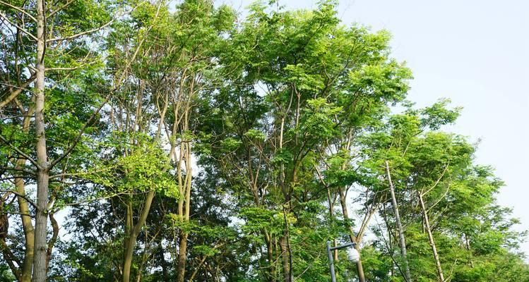 栾树是什么树？栾树的特点和园林应用是什么？