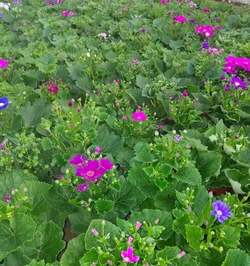 瓜叶菊开完花后如何处理？后续养护要点是什么？