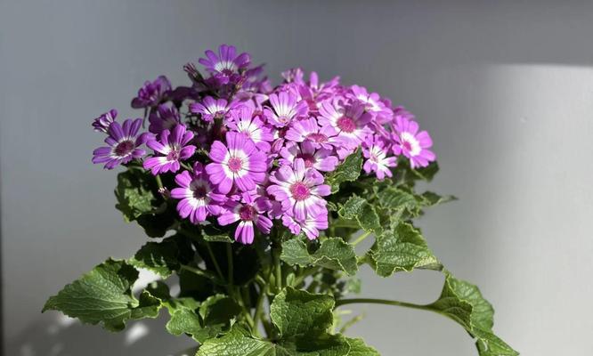 瓜叶菊开完花后如何处理？后续养护要点是什么？