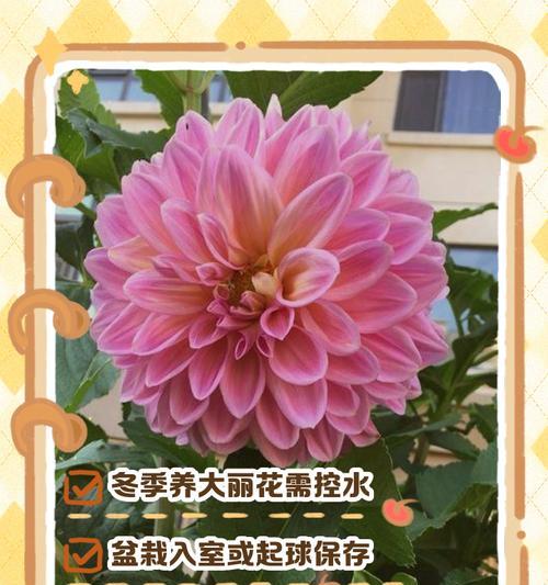 大丽花的最佳种植时间是什么时候？种植技巧有哪些？