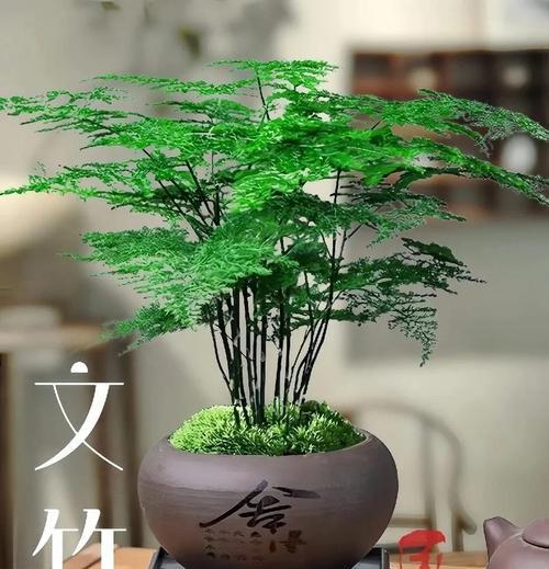 云竹的养殖技巧是什么？