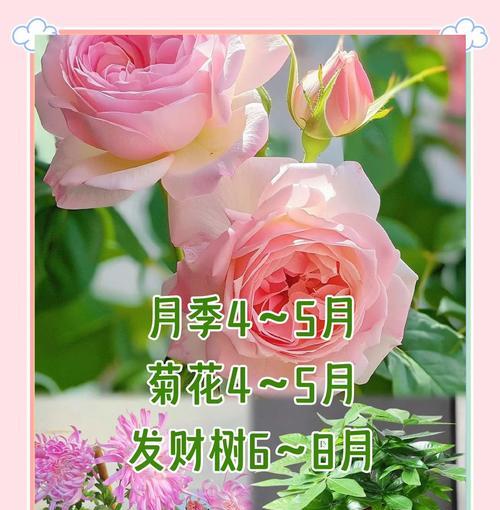 活花养护方法是什么？