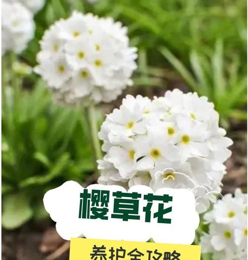 活花养护方法是什么？