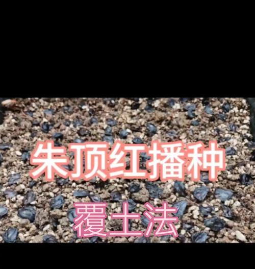 千日红种子的播种技巧有哪些？怎样才能提高发芽率？