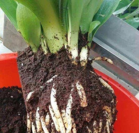 哪个季节最适合给花卉换盆？