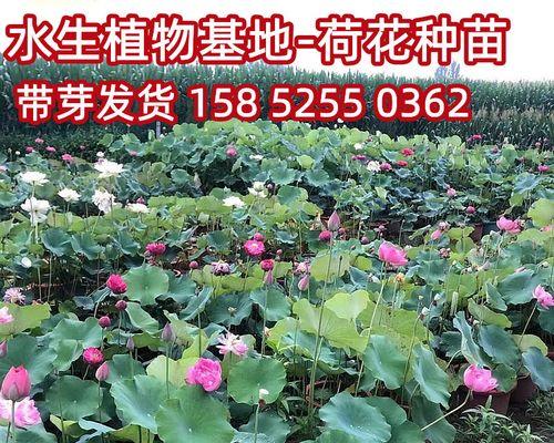 缸栽荷花施肥的正确方法是什么？