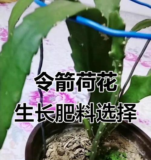 缸栽荷花施肥的正确方法是什么？