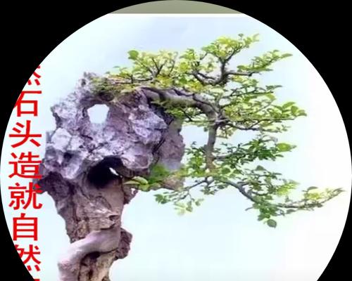 榆树盆景哪种品种更佳？选择技巧是什么？
