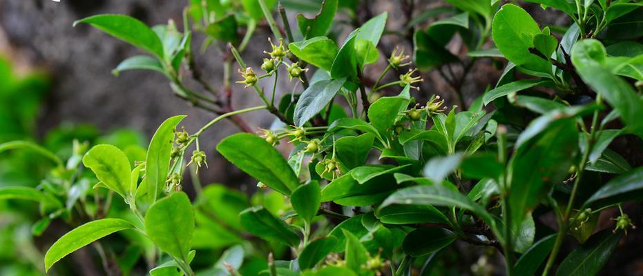 卫矛科植物有哪些植物？卫矛科植物的特性是什么？
