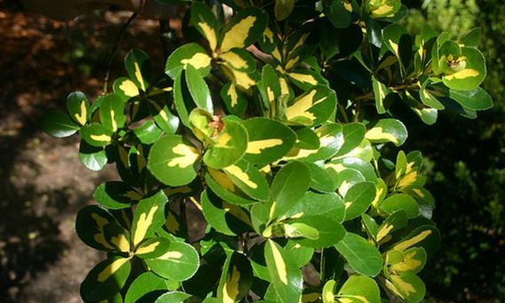 卫矛科植物有哪些植物？卫矛科植物的特性是什么？