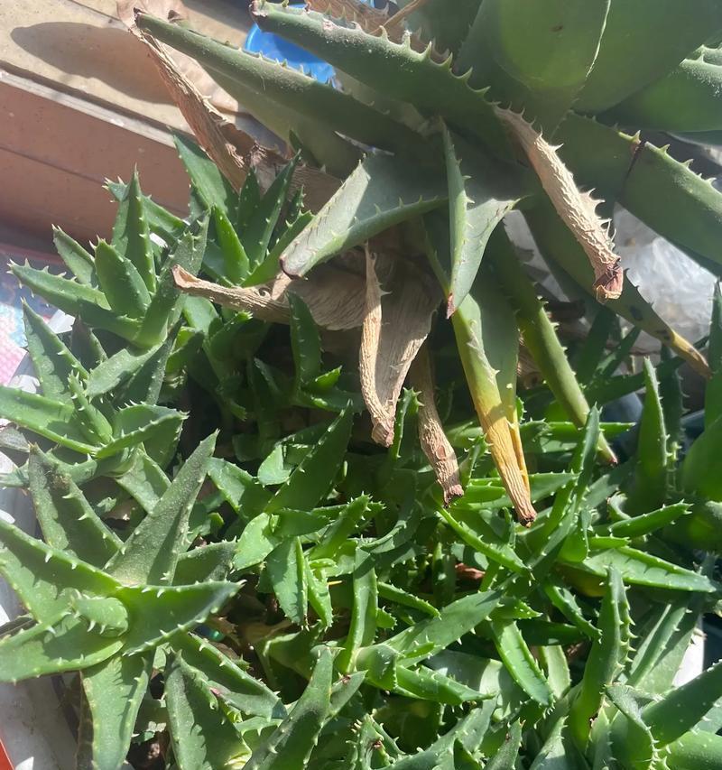芦荟移栽的最佳时机和步骤是什么？如何确保成活？