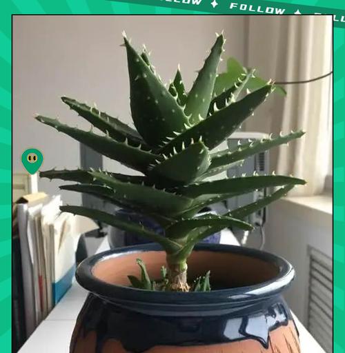 芦荟移栽的最佳时机和步骤是什么？如何确保成活？
