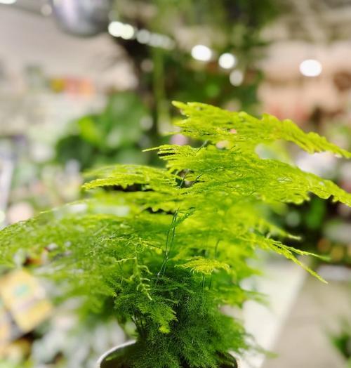 哪些植物最适合初学者养护？