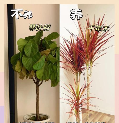 哪些植物最适合初学者养护？