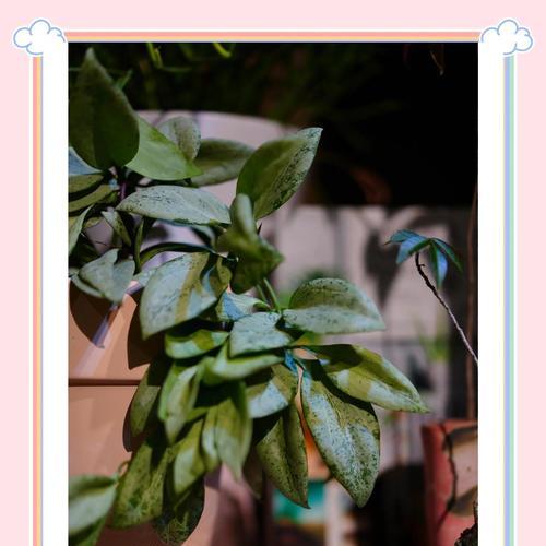 哪些植物最适合初学者养护？