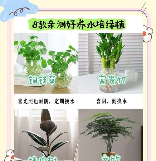 水培鲜花时应该注意哪些事项？