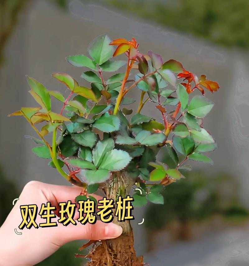 玫瑰花种植的步骤和技巧是什么？