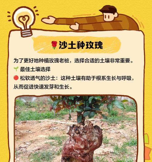 玫瑰花种植的步骤和技巧是什么？