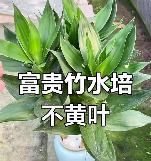 转运竹烂根的解决方法是什么？